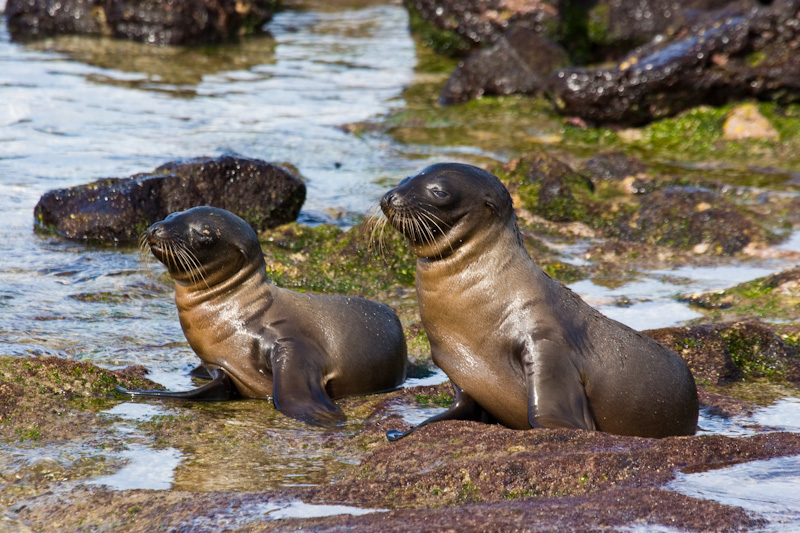 Galápagos Sealions On Beach